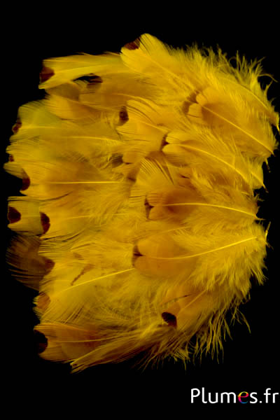 Faisan de Colchide - blanchi - 5-11 cm - jaune